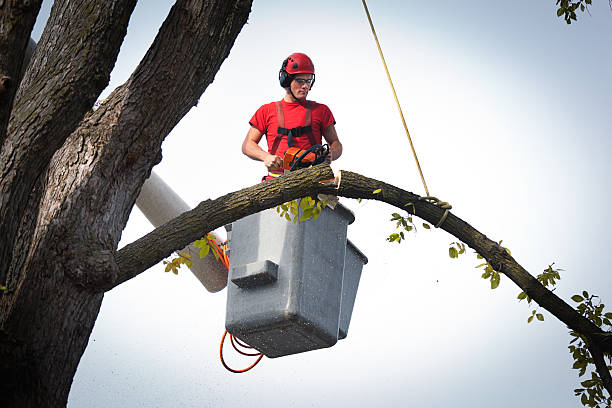 Best Emergency Tree Removal  in Gosport, IN